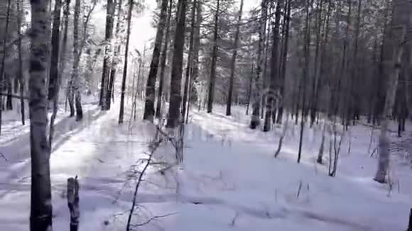 冬季森林西伯利亚泰加视频的预览图
