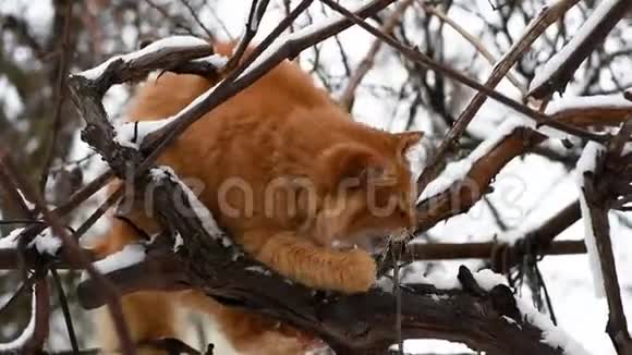 冬天一只大红猫坐在树枝上视频的预览图