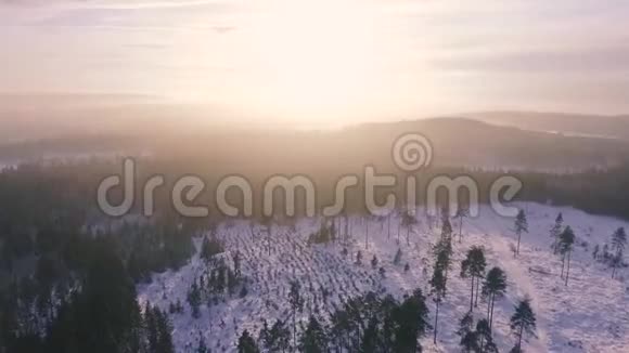 森林景观黎明阳光视频的预览图