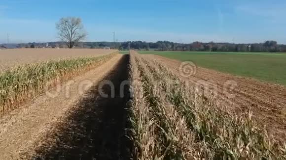 玉米地收获秋季产量视频的预览图