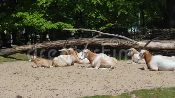 夏天阳光明媚的一天动物园里长着尖角的白山羊坐在地上视频的预览图