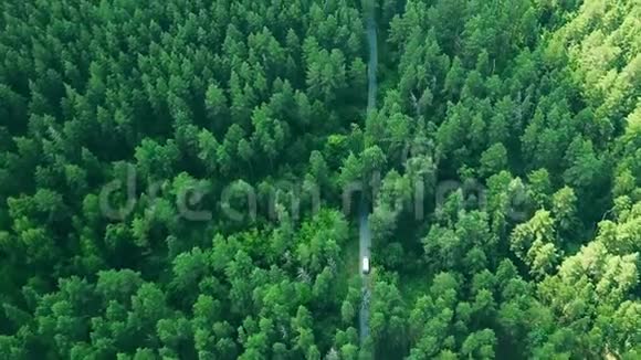 鸟瞰飞越老林路追踪白车在松树林里行驶视频的预览图
