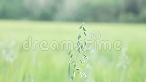 青麦特写小麦宏观绿色麦田特写农业抽象的自然背景绿色的田野小麦视频的预览图