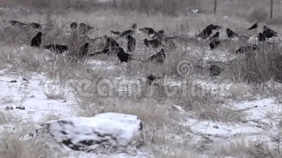雪覆盖的休耕场上的一群乌鸦视频的预览图