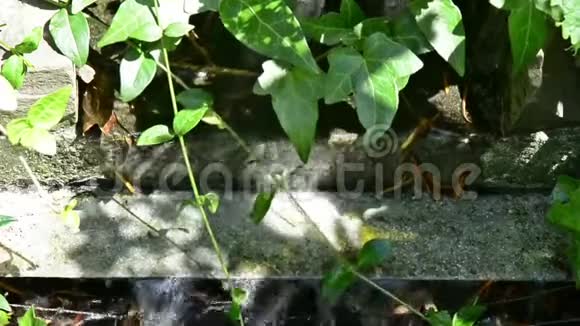 瀑布花园喷泉视频的预览图