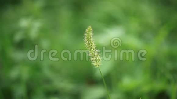 草性绿野植物视频的预览图