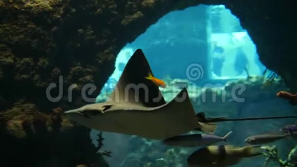 海底世界美丽多彩的热带鱼在大型水族馆的镜头前飘过视频的预览图