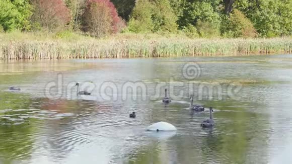 天鹅和它们的孩子在池塘里游泳视频的预览图