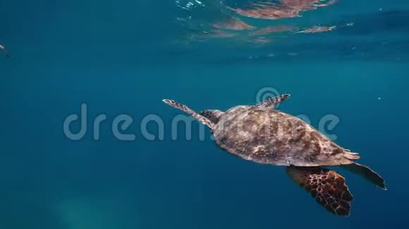 海龟在水面的海浪中在五颜六色的礁石上爬行视频的预览图