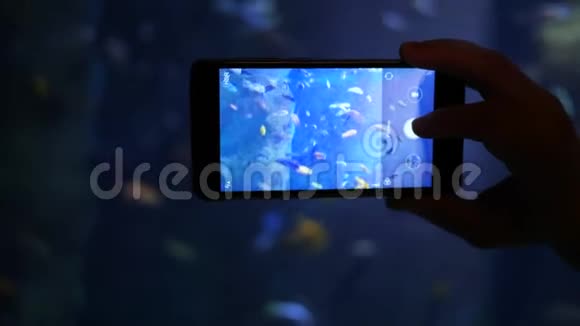 水下世界在手机屏幕上手工制作一张与不同外来鱼类的照片视频的预览图