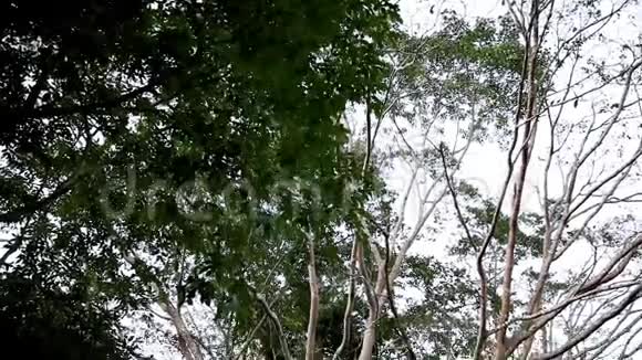 倾斜下去国家公园里有树枝和树叶的大树视频的预览图