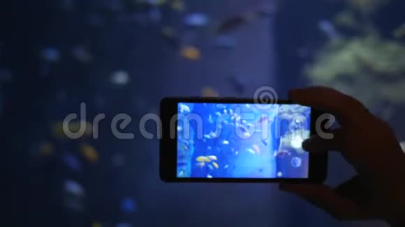 智能手机拍照水族馆与各种不同的鱼相机特写视频的预览图