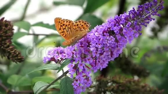 蝴蝶在紫色的花朵上视频的预览图