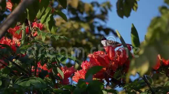 坐在树枝上的红毛球鸟视频的预览图