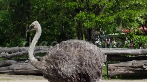 夏天阳光明媚的一天脖子很长的鸵鸟在动物园里寻找食物视频的预览图