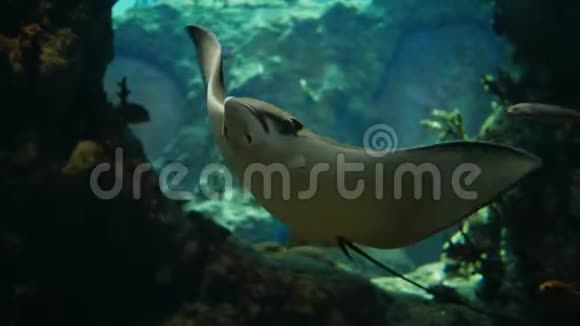 大型捕食性海鱼身体扁平尾巴锋利漂浮在水族馆的镜头前视频的预览图