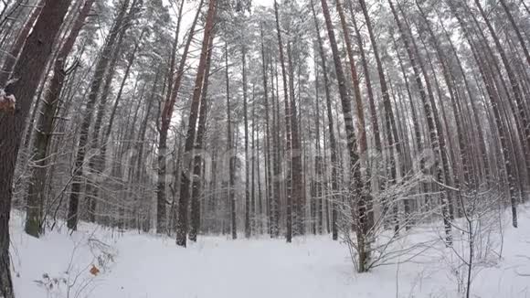 用菲舍耶镜头穿过森林POV视频的预览图