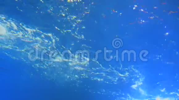 鲨鱼在蓝水下游泳缓慢地从镜头前漂过视频的预览图