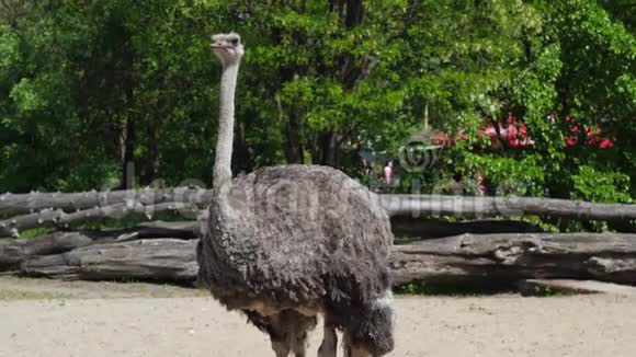 在阳光明媚的夏天动物园里长着一双大眼睛长长的脖子的滑稽鸵鸟慢动作地站着视频的预览图