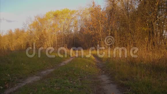 美丽的猎狗沿着秋天公园的道路奔跑慢动作视频的预览图