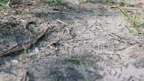 许多红蚂蚁在地上爬行森林昆虫在工作FormicaRufa视频的预览图