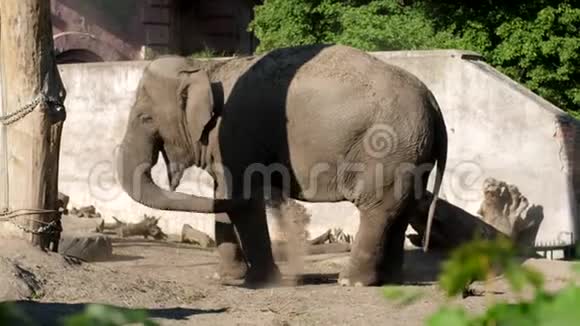 大象在树干的帮助下自行喷水以保护自己不受动物园里苍蝇的侵害视频的预览图
