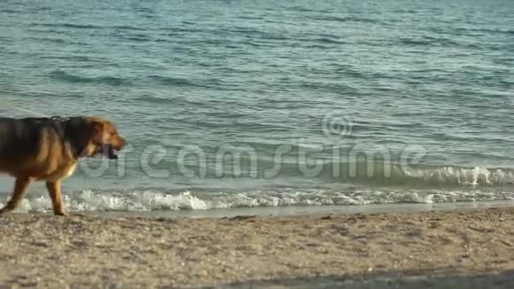 人和狗在海边散步视频的预览图