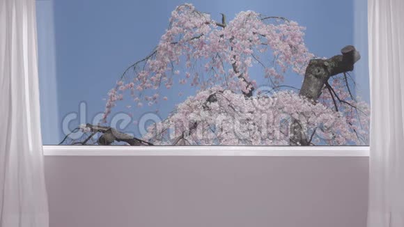 雌雄手在背景窗上观赏樱花盛开视频的预览图
