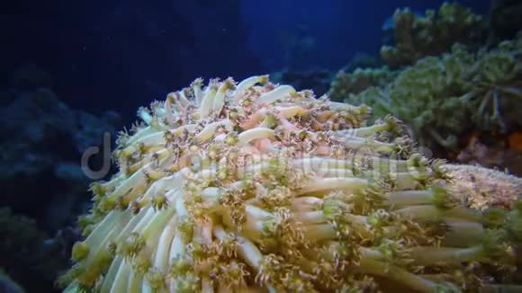 静态视频红海里的珊瑚礁珊瑚触须捕捉浮游生物摇摆不定的美丽水下景观视频的预览图