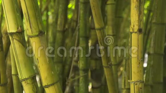 密林中的竹茎热带雨林甘蔗树的背景绿色树干视频的预览图