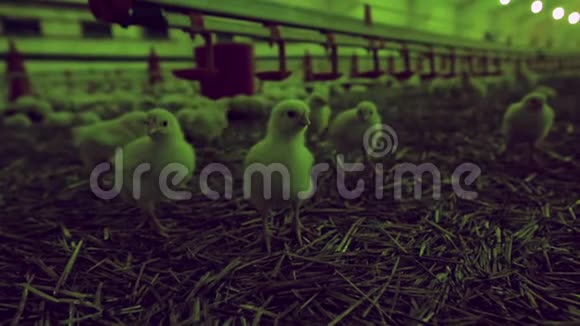 在现代化的大型家禽养殖场里有很多小鸡视频的预览图