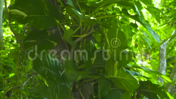 热带雨林中树干上的绿色观叶植物和藤本植物背景绿色观叶林植物视频的预览图