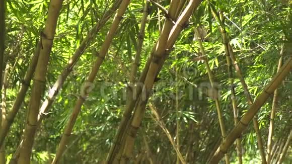 热带森林林中的绿色竹茎和叶子关闭热带雨林中绿色竹树的叶子和树干视频的预览图