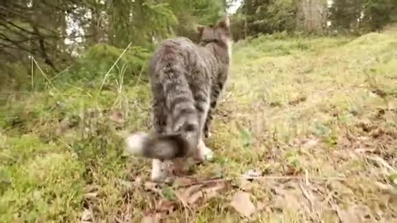 猫在森林的绿草上散步视频的预览图