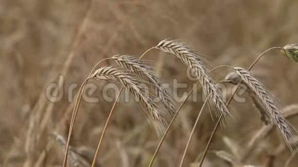 黑麦穗面包田收获视频的预览图
