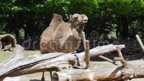骆驼在动物园咀嚼表现性的食草动物表现出巨大的牙齿视频的预览图