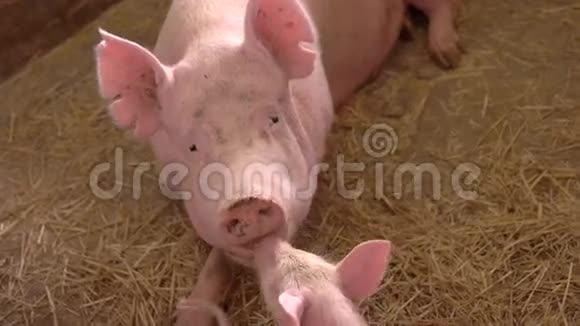 粉红色的猪躺在稻草上视频的预览图