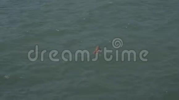 一块木头在水里漂流视频的预览图