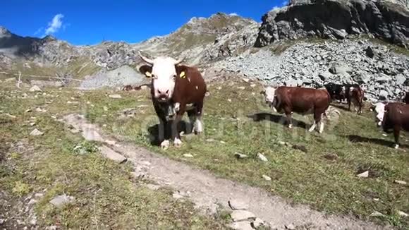 夏天在山上放牛意大利阿尔卑斯山视频的预览图