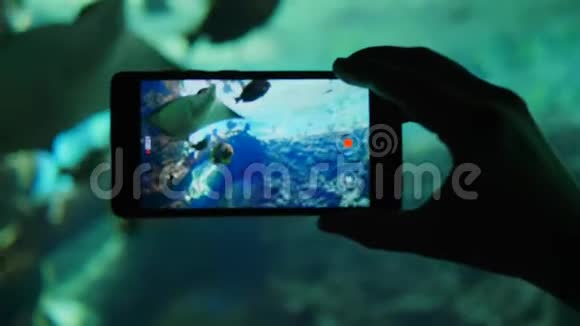 水族馆里有许多不同的鱼在手机屏幕上录制视频视频的预览图