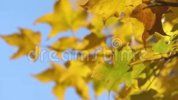 近处枫树的树枝在晴朗的蓝天背景下吹拂枫叶从橙色变成明亮视频的预览图