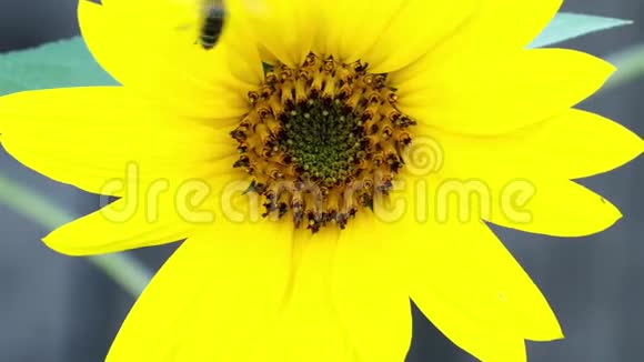 向日葵上的大黄蜂授粉的花卉视频的预览图