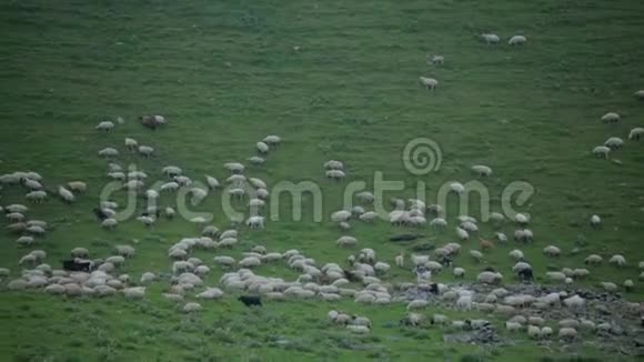 羊在高山上的绿色斜坡上吃草视频的预览图