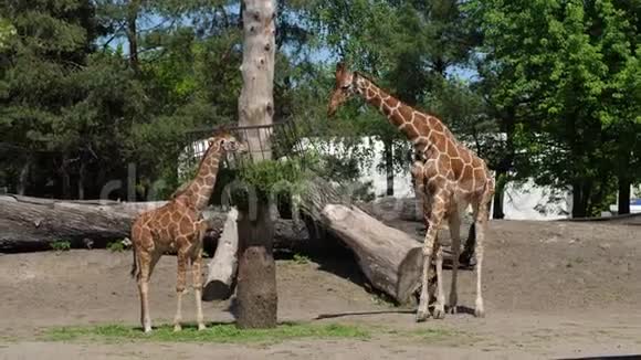 动物园长颈鹿宝宝和妈妈站在食槽附近咀嚼绿色食物视频的预览图