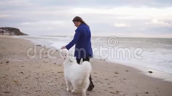 从后面可以看到迷人的年轻女子和她的狗一起在海边奔跑海滩上的白色毛茸茸的宠物视频的预览图