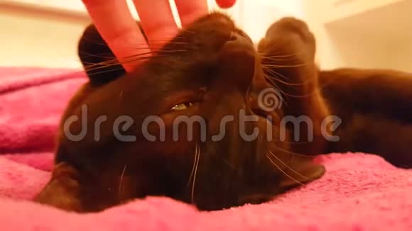 棕色猫铁手里拿着一个缅甸视频的预览图