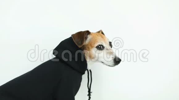 可爱的狗在黑色帽衫的视野从侧面概况白色背景录像片段视频的预览图