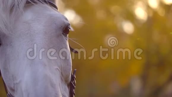 日落时的马特写用皮革做的带马具和缰绳的白马美丽的马看着摄像机视频的预览图