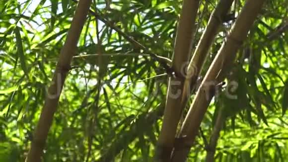 丛林森林中的绿色竹茎和树叶将热带地区的绿叶和糖竹树的树干封闭起来视频的预览图
