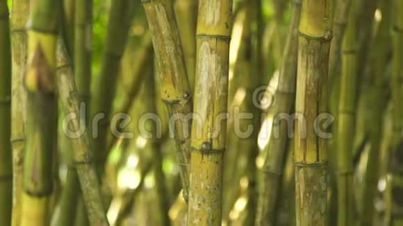 丛林森林中竹子的绿茎关闭热带雨林中甘蔗树的绿色树干视频的预览图